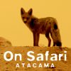 On Safari Atacama